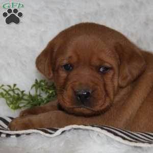 Cooper, Fox Red Labrador Retriever Puppy